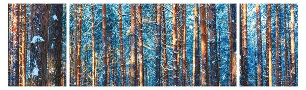 Obraz - Zimowy las (170x50 cm)