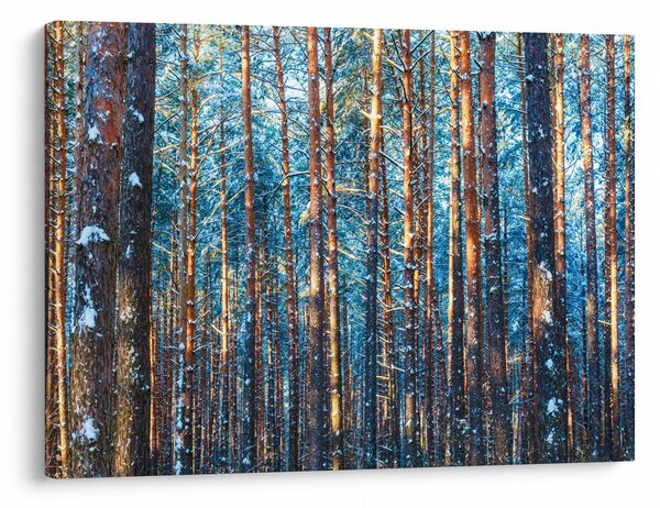 Obraz - Zimowy las (70x50 cm)