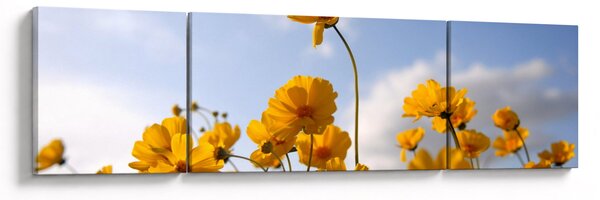 Obraz pola z jasnożółtymi kwiatami (170x50 cm)