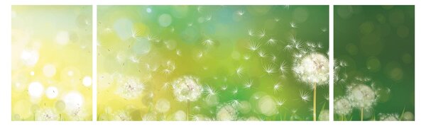 Obraz - Kwitnące mlecze (170x50 cm)