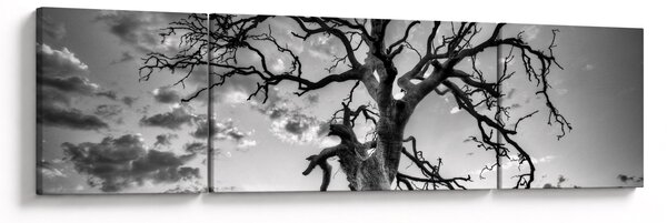 Obraz - Czarno - białe drzewo (170x50 cm)