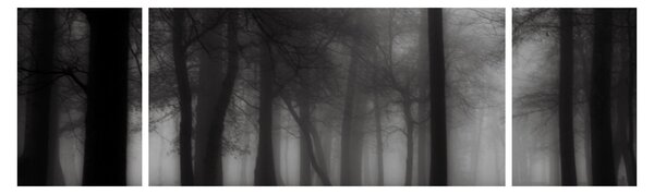 Obraz - Las we mgle (170x50 cm)