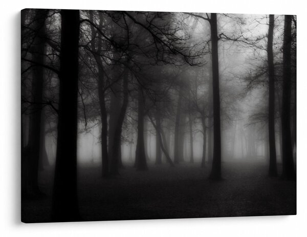 Obraz - Las we mgle (70x50 cm)