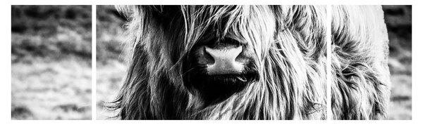 Obraz - Highland - szkocka krowa (170x50 cm)