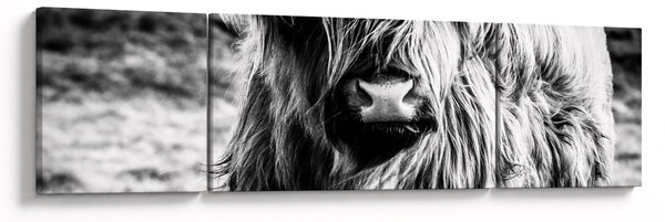 Obraz - Highland - szkocka krowa (170x50 cm)