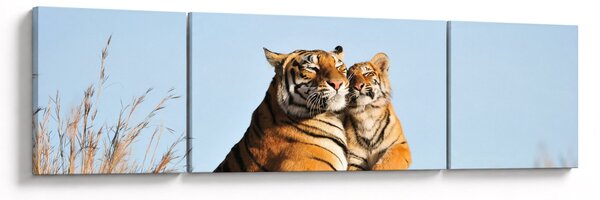 Obraz - Tygrysica i jej młode (170x50 cm)