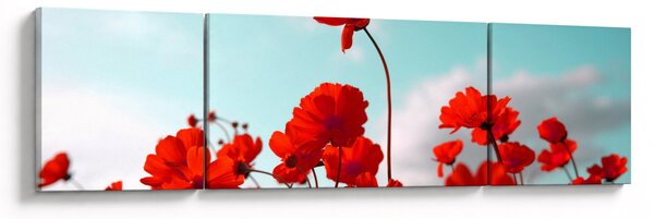 Obraz pola z jasnoczerwonymi kwiatami (170x50 cm)