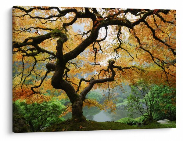 Obraz żółtego klonu japońskiego, Portland, Oregon (70x50 cm)