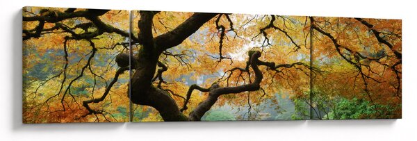 Obraz żółtego klonu japońskiego, Portland, Oregon (170x50 cm)