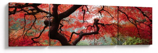 Obraz czerwonego klonu japońskiego, Portland, Oregon (170x50 cm)