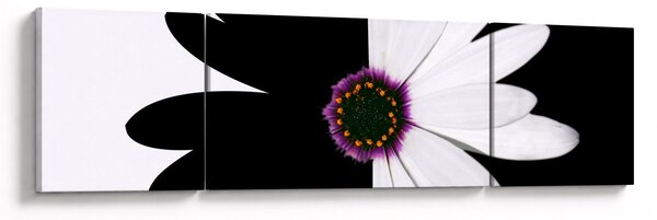 Obraz czarno - białego kwiatu (170x50 cm)