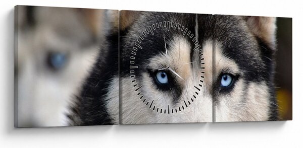 Obraz psa husky (z zegarem) (90x30 cm)