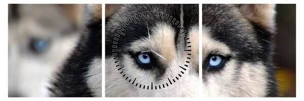 Obraz psa husky (z zegarem) (90x30 cm)
