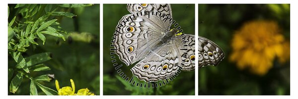 Obraz - biały motyl (z zegarem) (90x30 cm)