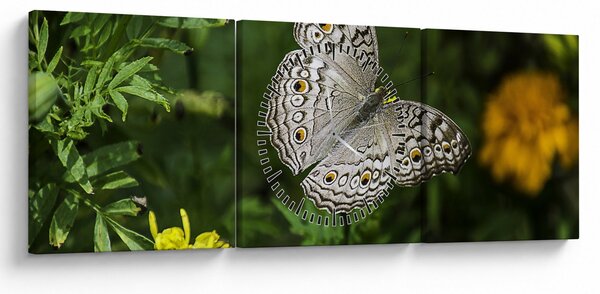 Obraz - biały motyl (z zegarem) (90x30 cm)