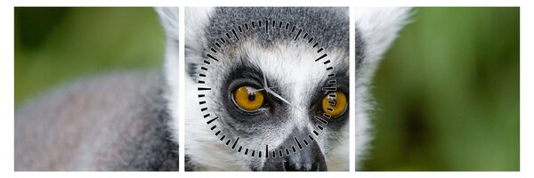 Obraz lemura (z zegarem) (90x30 cm)
