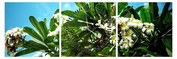 Obraz - Plumeria (z zegarem) (90x30 cm)