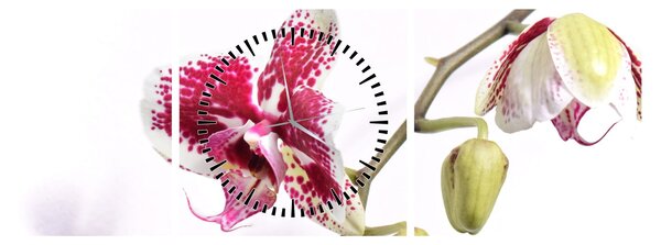 Obraz kwiatu orchidei (z zegarem) (90x30 cm)