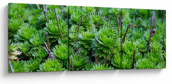 Obraz sukulentów (z zegarem) (90x30 cm)