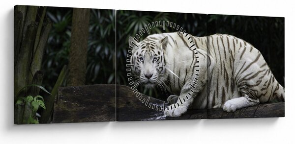 Obraz - Tygrys albinos (z zegarem) (90x30 cm)