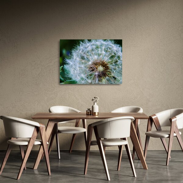 Obraz na szkle - przekwitnięty dmuchawiec (70x50 cm)