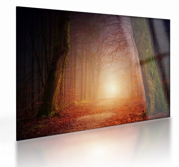 Obraz na szkle - jesienny las we mgle (70x50 cm)