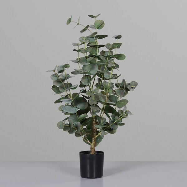Drzewko Eukaliptus - Produkt Premium