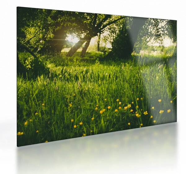 Obraz na szkle - natura - łąka (70x50 cm)