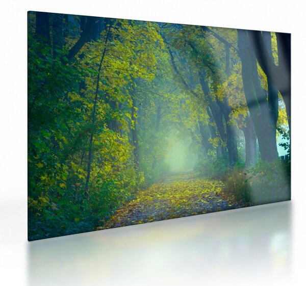 Obraz na szkle - droga wysadzana drzewami (70x50 cm)
