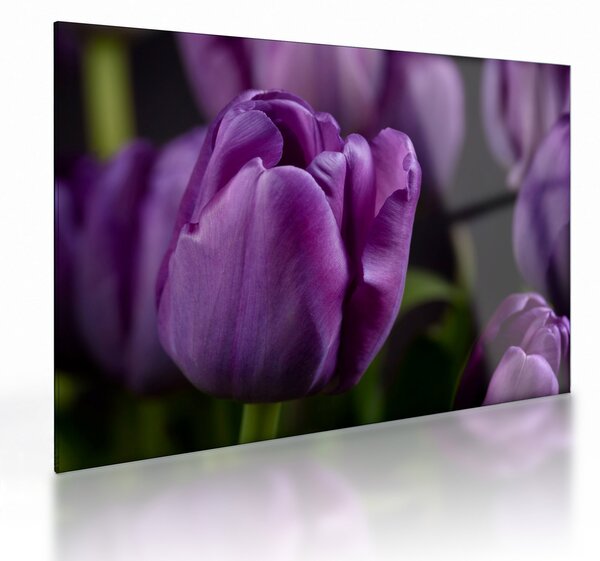 Obraz na szkle - kwiaty tulipanów (70x50 cm)