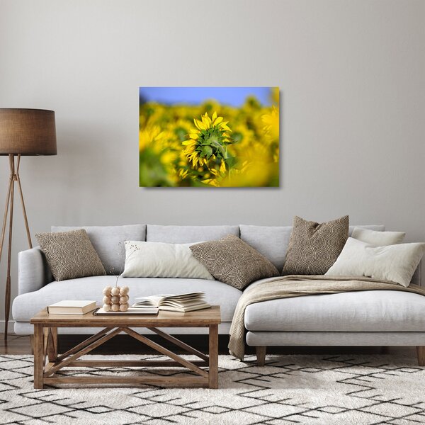 Obraz na szkle słonecznika (70x50 cm)