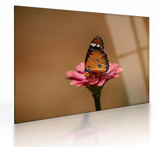 Obraz na szkle - motyl na kwiatku (70x50 cm)