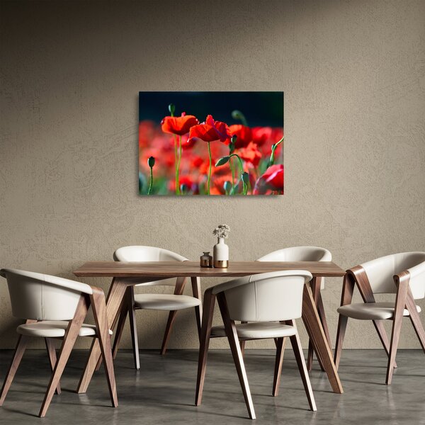 Obraz na szkle - maki (70x50 cm)