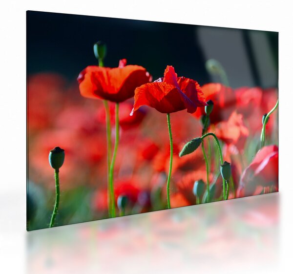 Obraz na szkle - maki (70x50 cm)