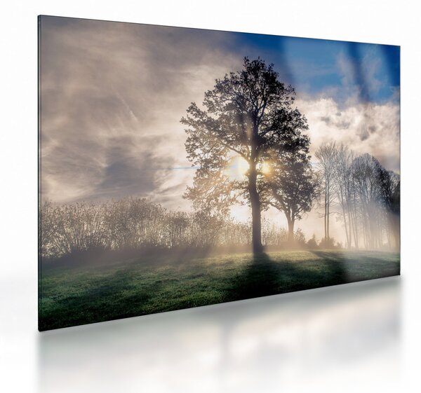 Obraz na szkle - drzewo we mgle (70x50 cm)