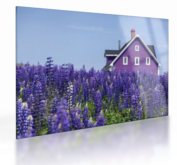 Obraz na szkle - lawendowe pole (70x50 cm)