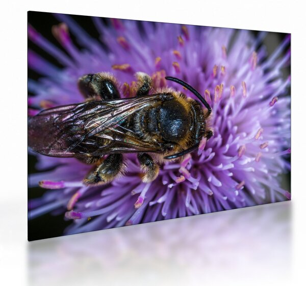 Obraz na szkle - pszczoła na kwiatku (70x50 cm)