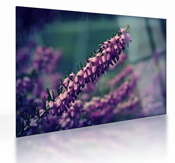 Obraz na szkle - fioletowy kwiat (70x50 cm)