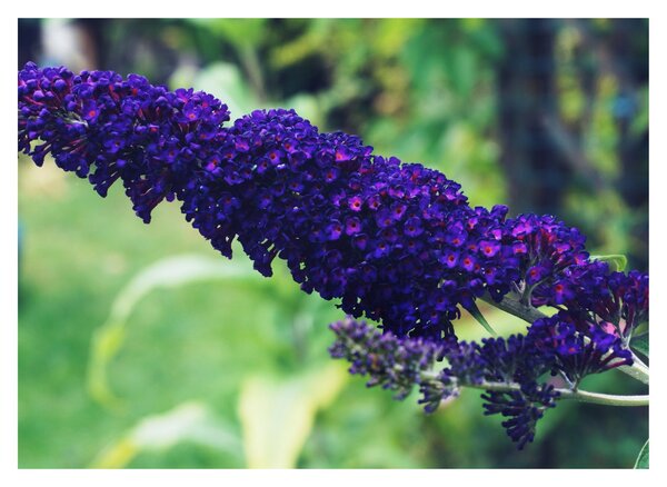 Obraz na szkle - niebieski kwiat (70x50 cm)
