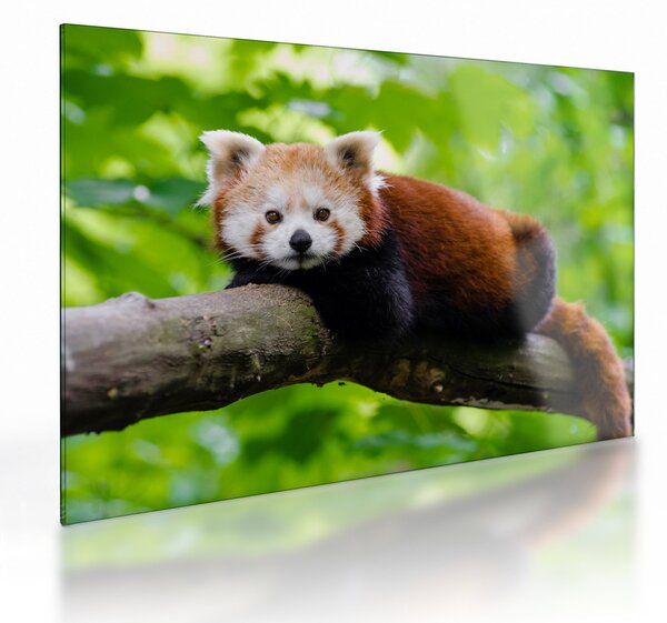 Obraz na szkle - panda czerwona (70x50 cm)