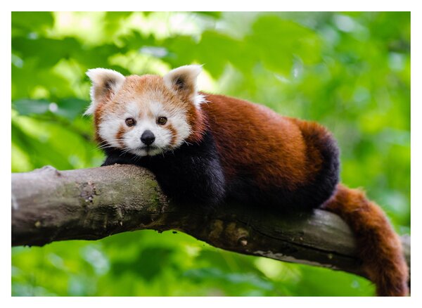 Obraz na szkle - panda czerwona (70x50 cm)