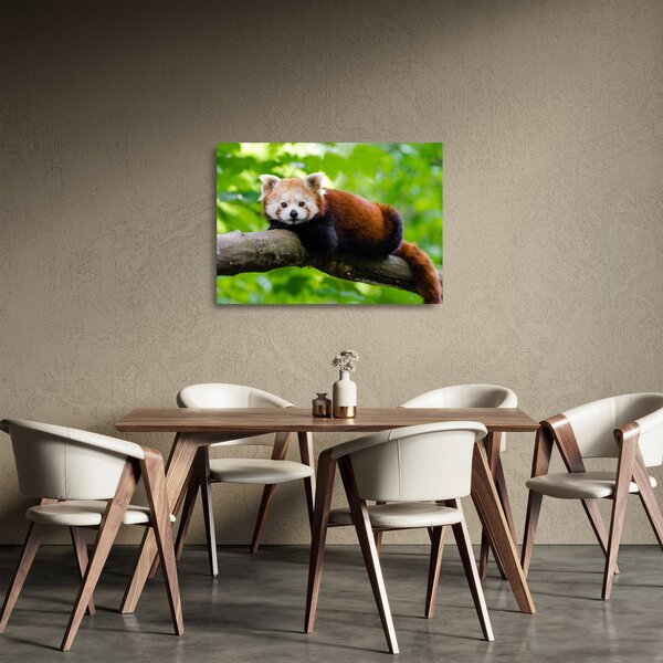 Obraz na szkle - panda czerwona (70x50 cm)