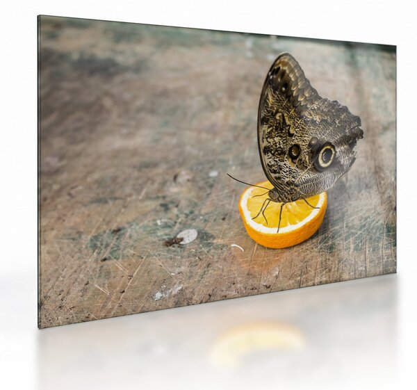 Obraz na szkle - motyl (70x50 cm)