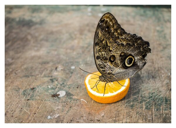 Obraz na szkle - motyl (70x50 cm)