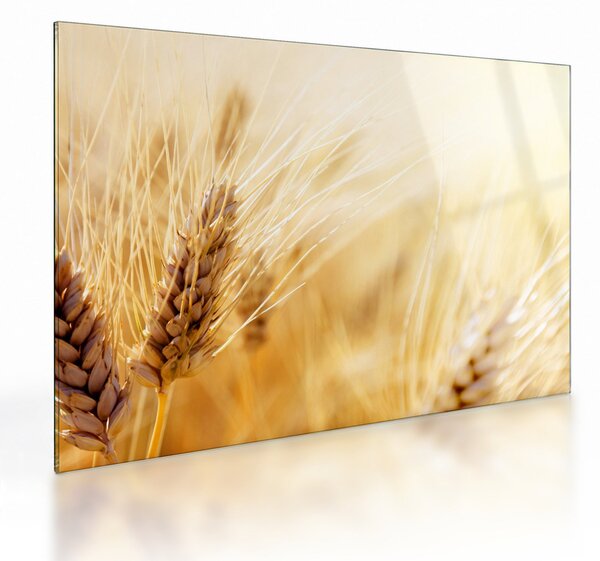 Obraz na szkle - szczegóły ziarna (70x50 cm)