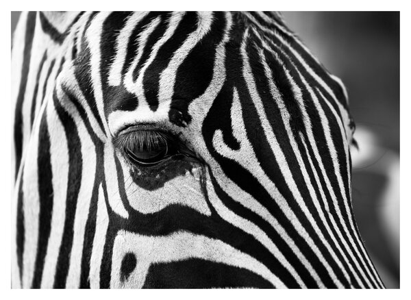 Obraz na szkle - zebra (70x50 cm)