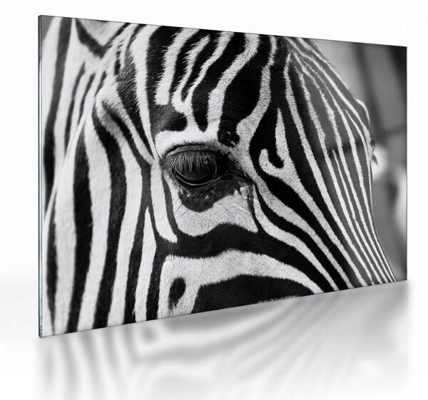 Obraz na szkle - zebra (70x50 cm)