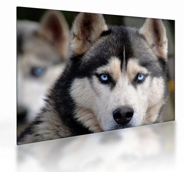Obraz na szkle - pies husky (70x50 cm)