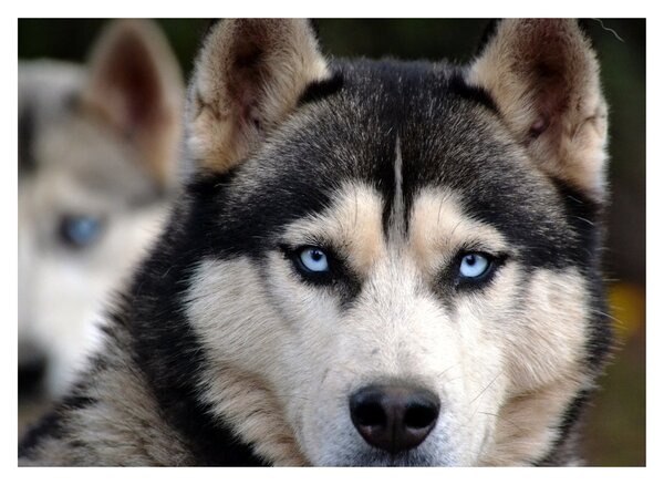 Obraz na szkle - pies husky (70x50 cm)