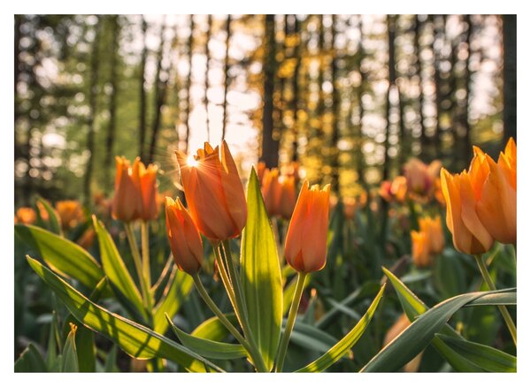 Obraz na szkle - pomarańczowe tulipany (70x50 cm)
